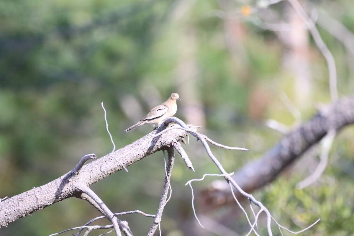 Picui Ground Dove - ML641729021