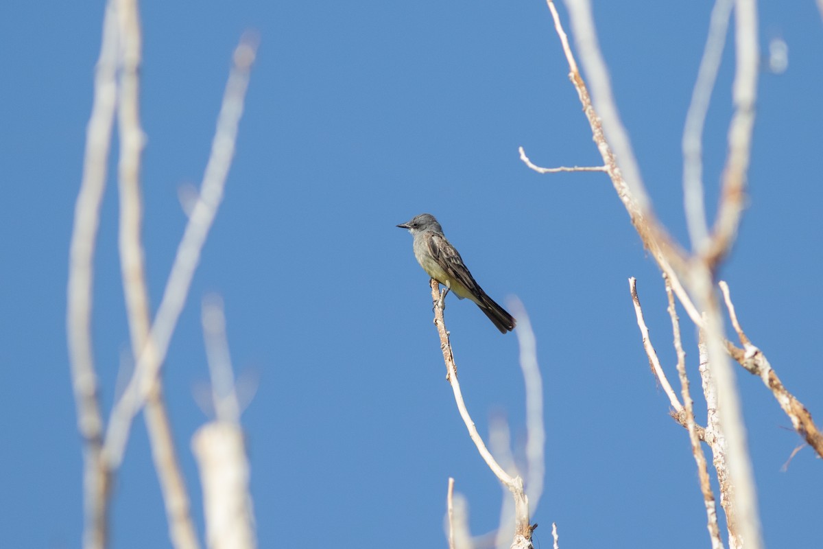 Cassin's Kingbird - ML641729033