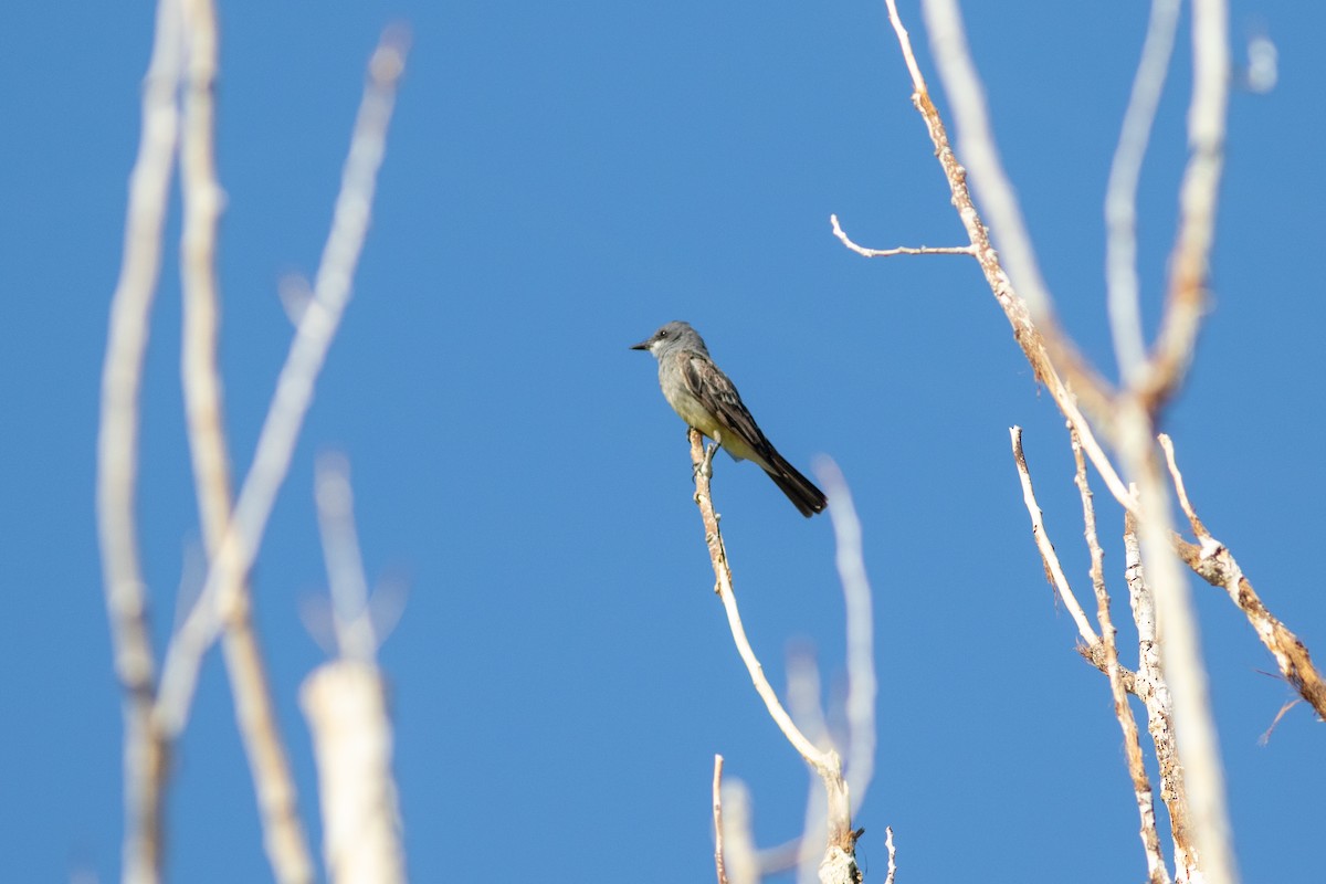 Cassin's Kingbird - ML641729034