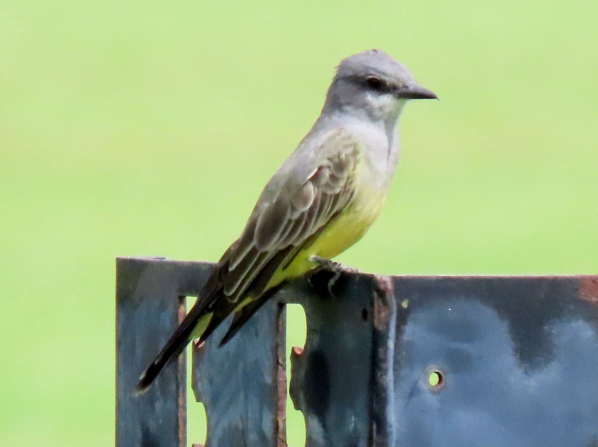Cassin's Kingbird - ML641729035