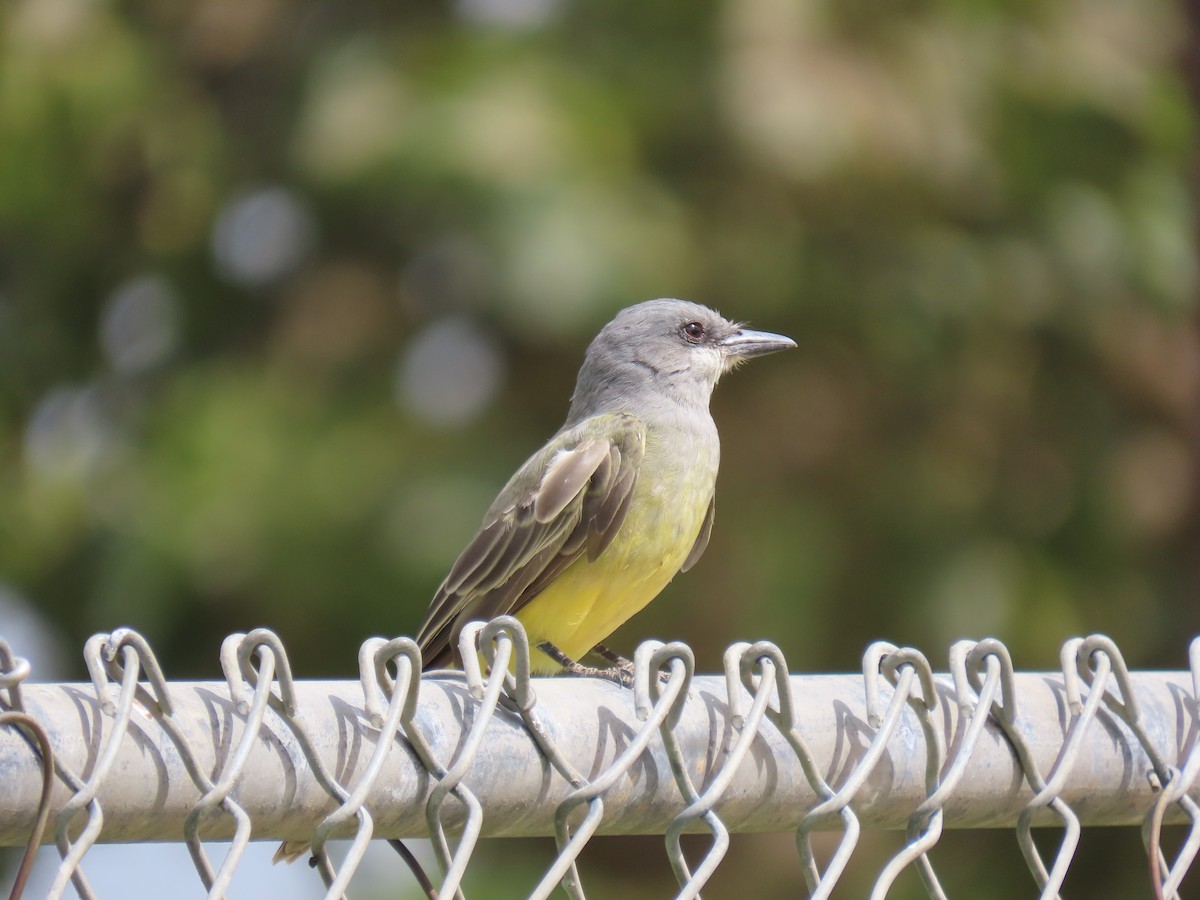 Cassin's Kingbird - ML641729037