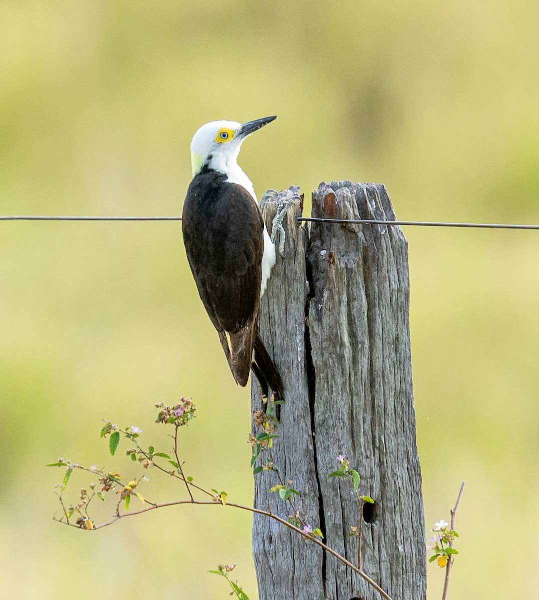 White Woodpecker - ML641729113