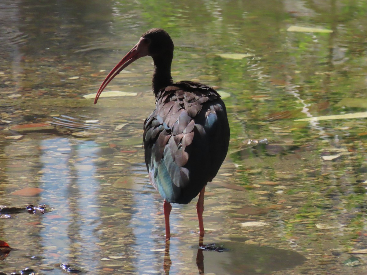 Bare-faced Ibis - ML641729120