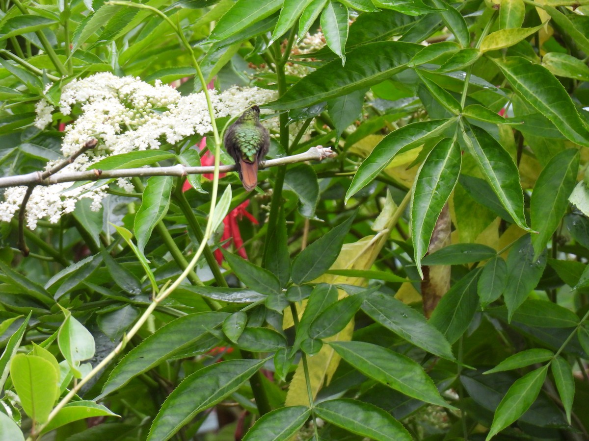 Tyrian Metaltail - ML641729122