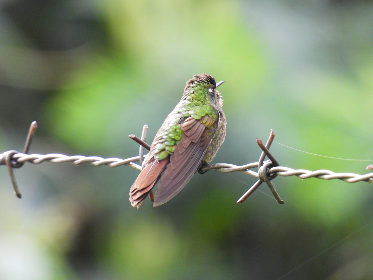 Tyrian Metaltail - ML641729123
