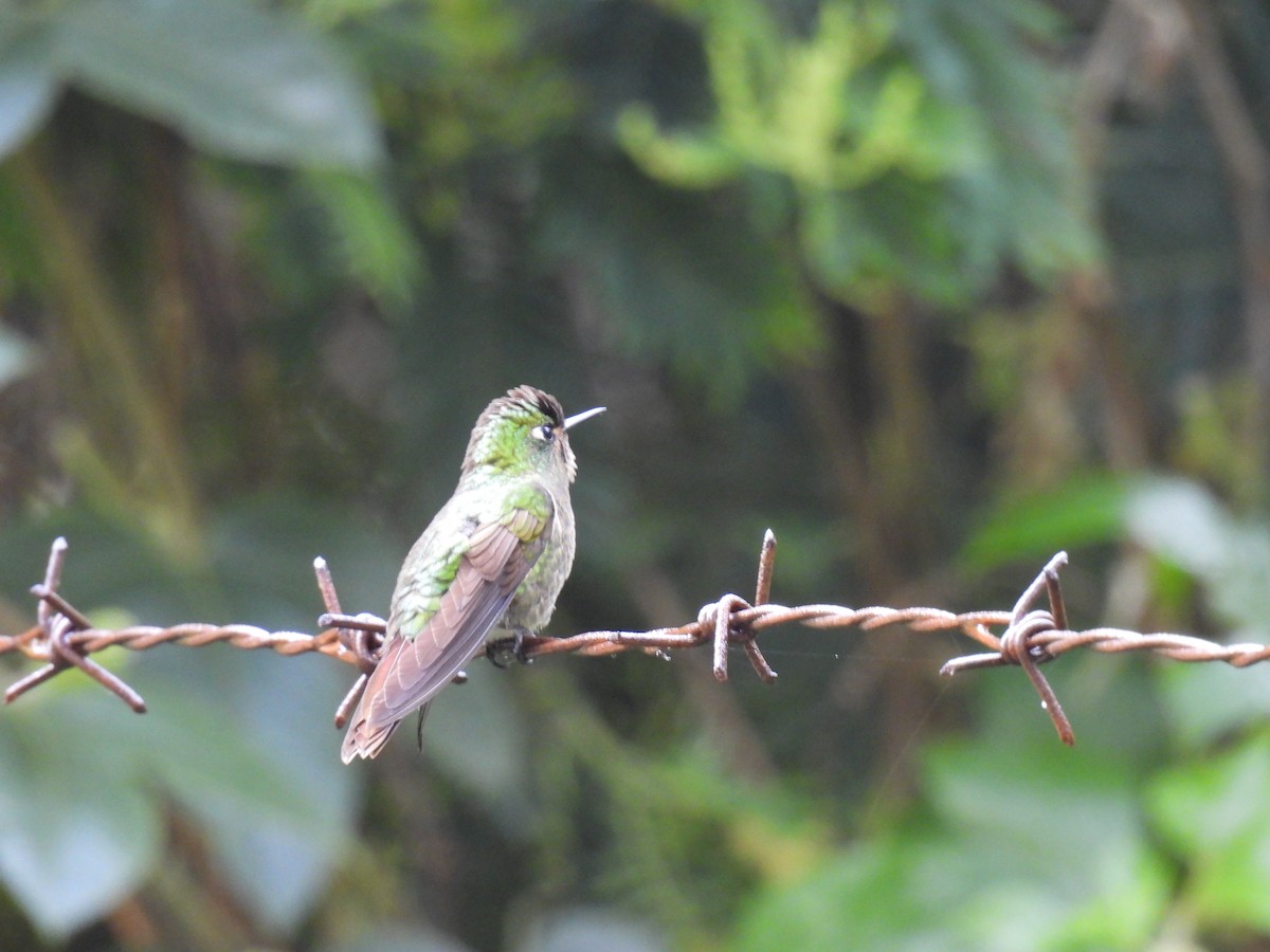 Tyrian Metaltail - ML641729126