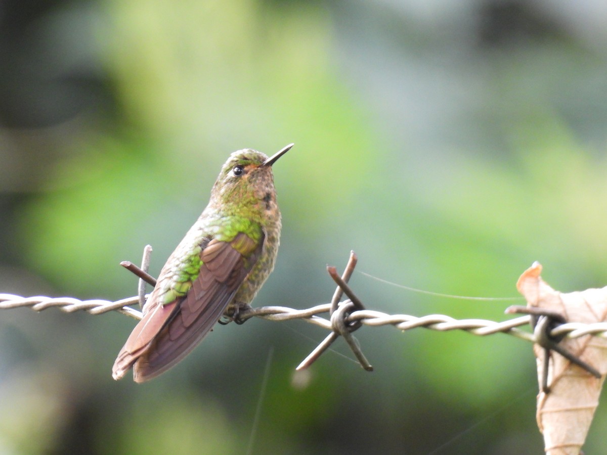 Tyrian Metaltail - ML641729128