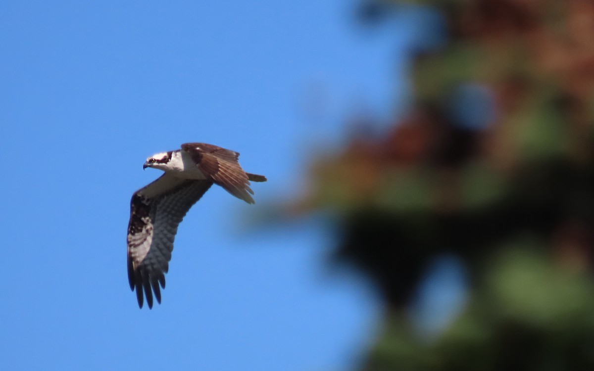 Águila Pescadora - ML641729205
