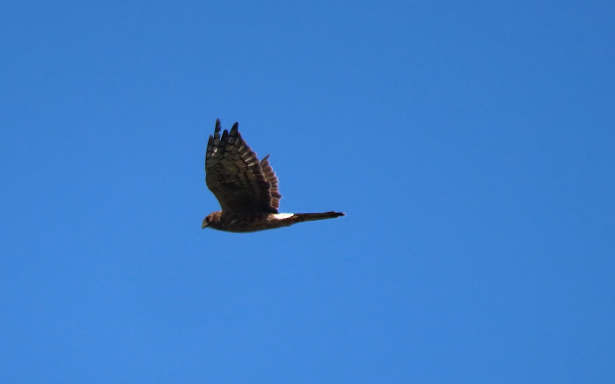 Aguilucho de Hudson - ML641729252