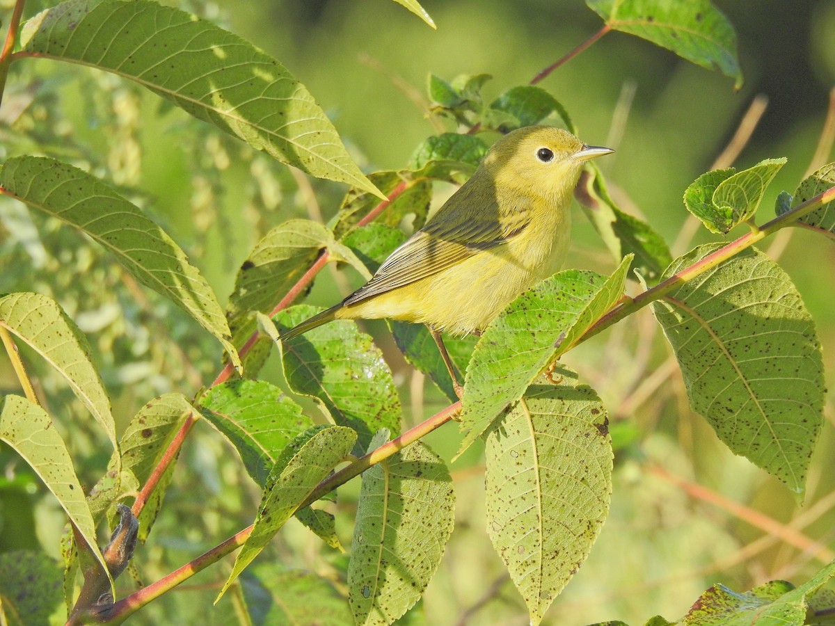 Yellow Warbler (Northern) - ML641729286