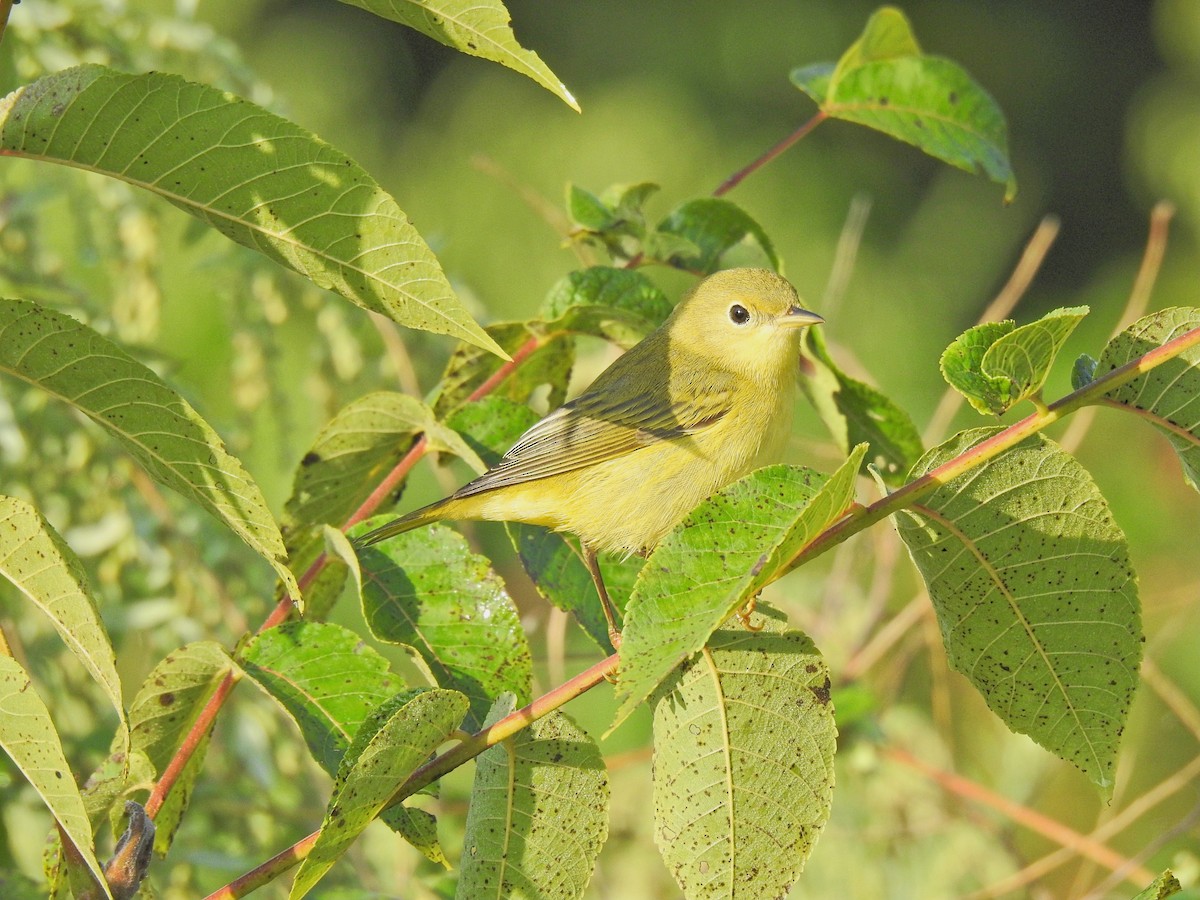 Yellow Warbler (Northern) - ML641729287