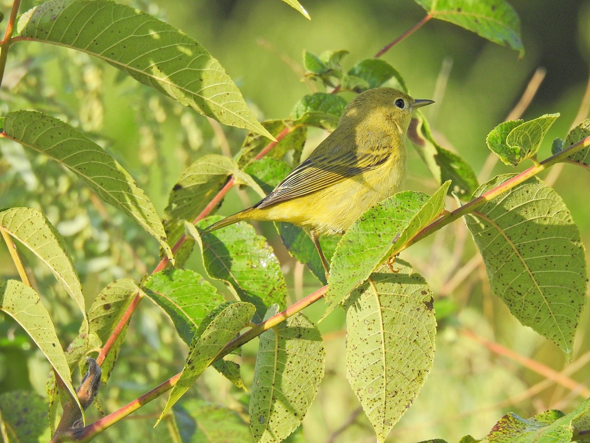 Yellow Warbler (Northern) - ML641729288