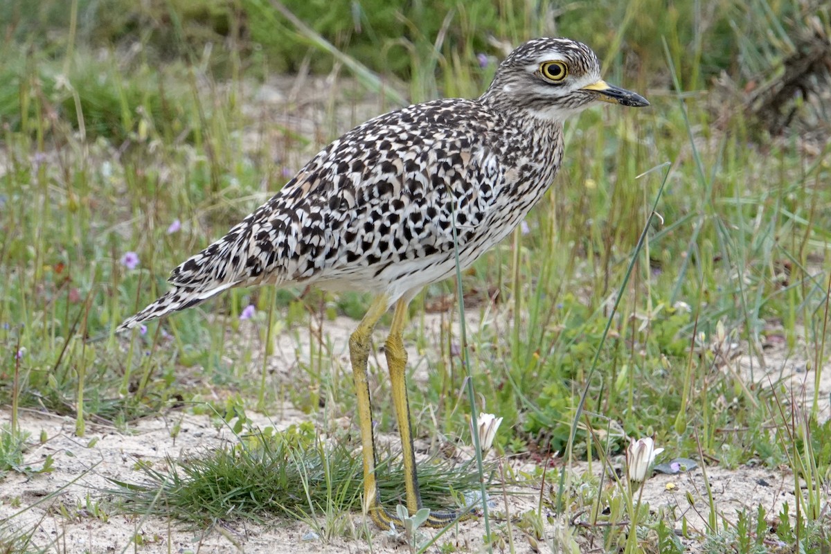 Spotted Thick-knee - ML641729291