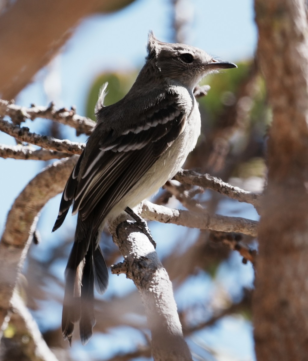 Plain-crested Elaenia - ML641729297