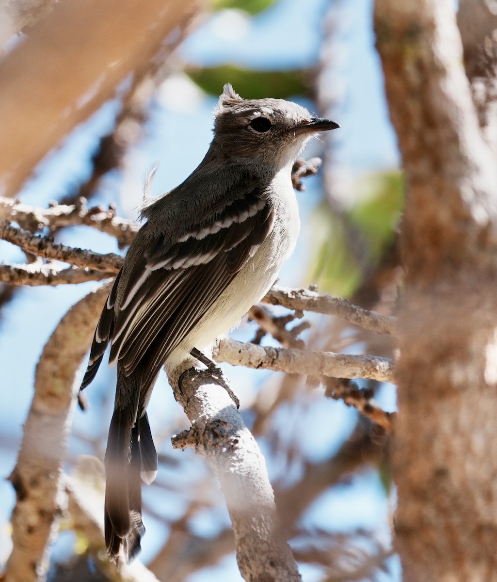 Plain-crested Elaenia - ML641729298