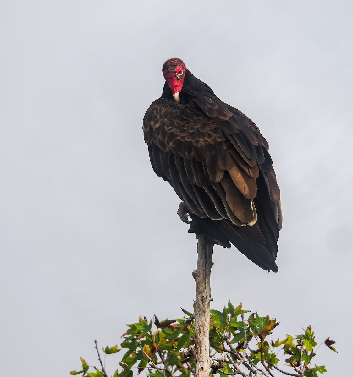 Turkey Vulture - ML641729301