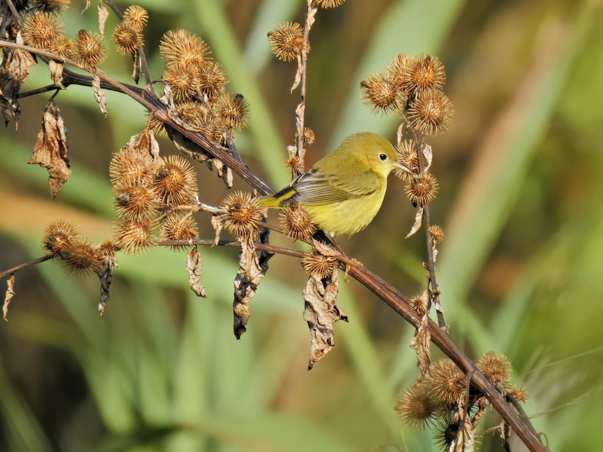 Yellow Warbler (Northern) - ML641729312