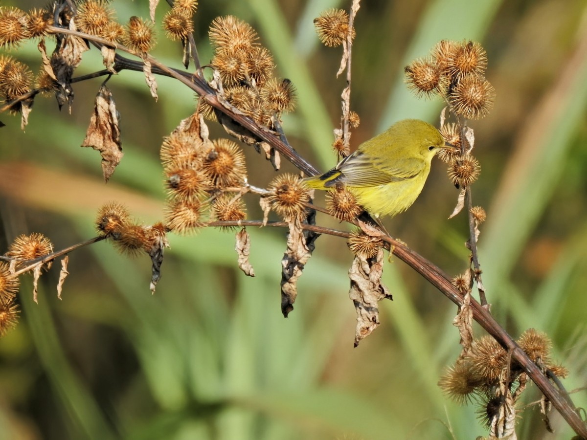 Yellow Warbler (Northern) - ML641729313