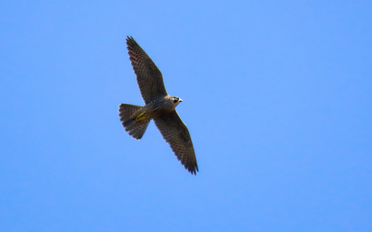 Halcón Peregrino - ML641729315