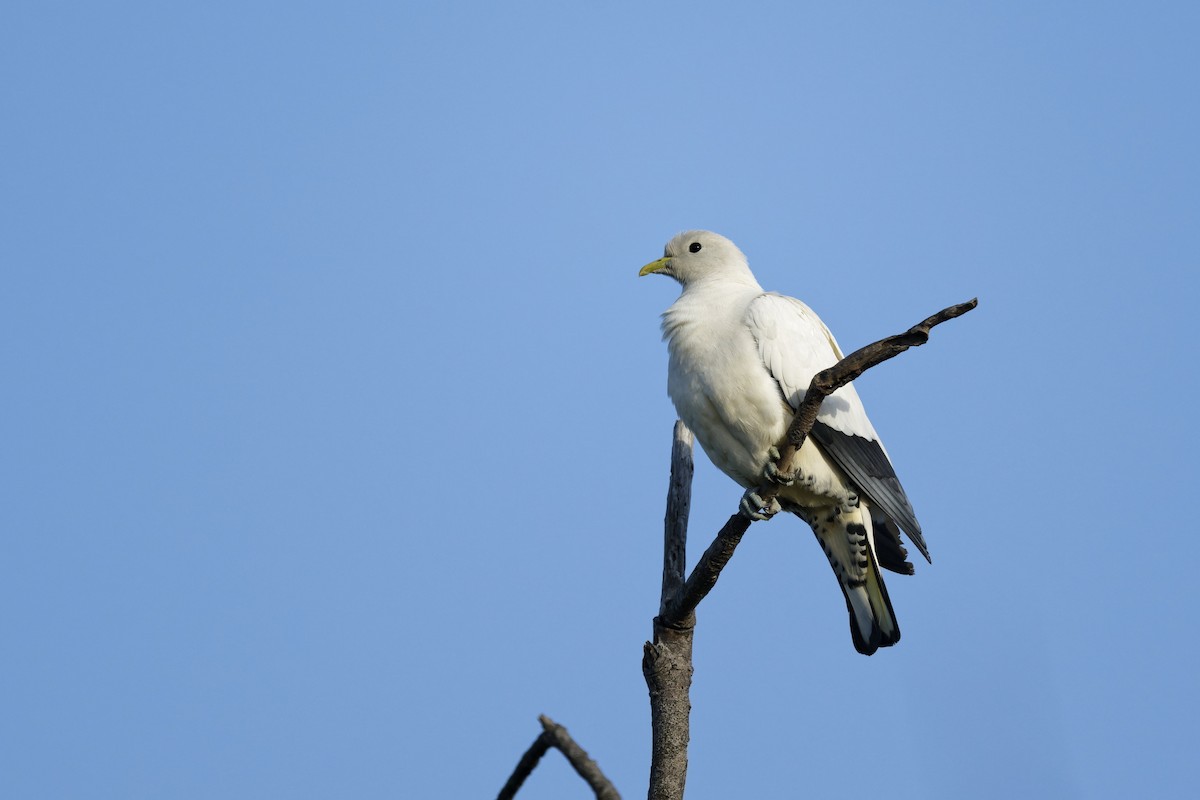 Torresian Imperial-Pigeon - ML641729327