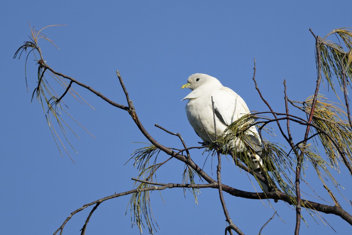 Torresian Imperial-Pigeon - ML641729328