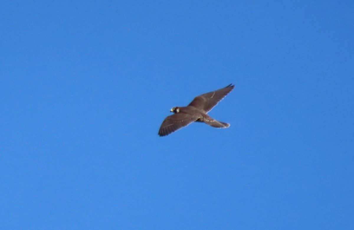 Halcón Peregrino - ML641729330