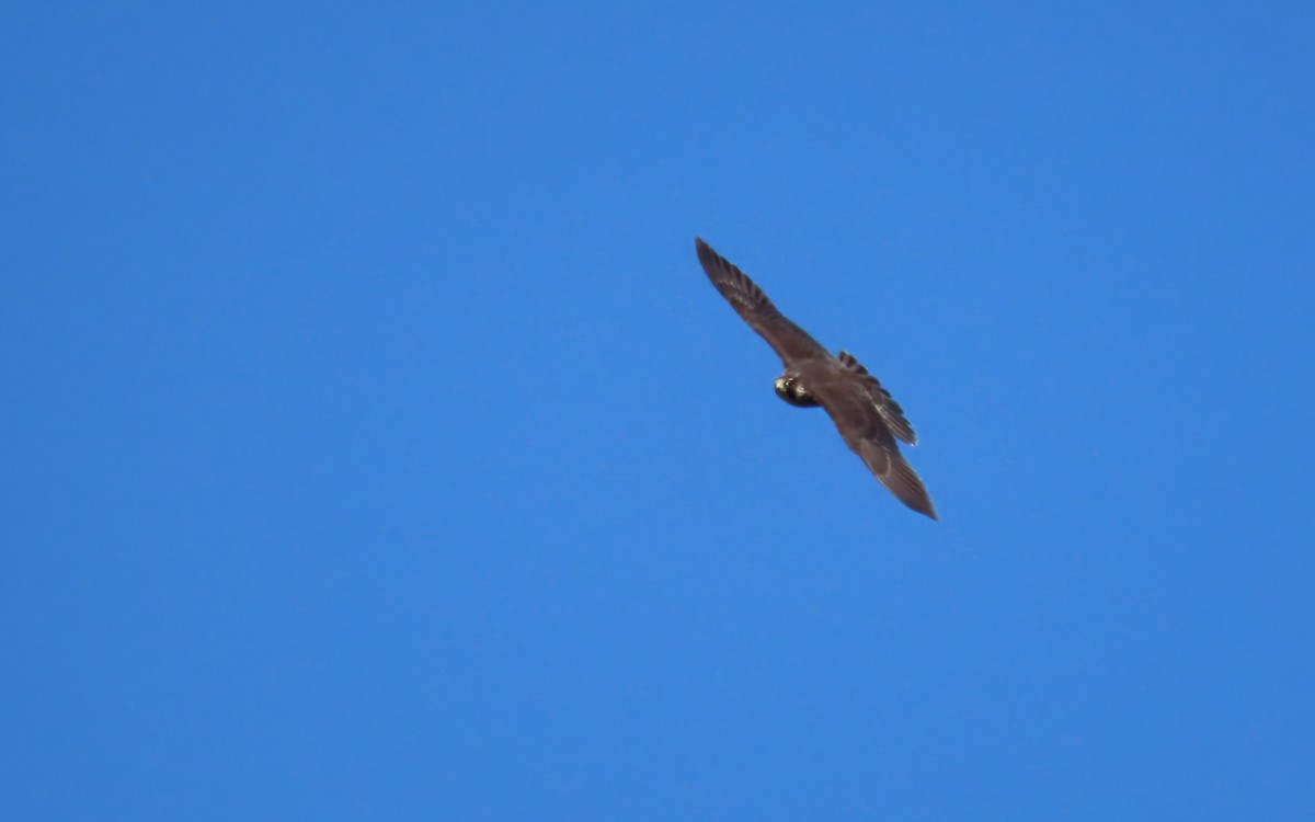 Halcón Peregrino - ML641729335