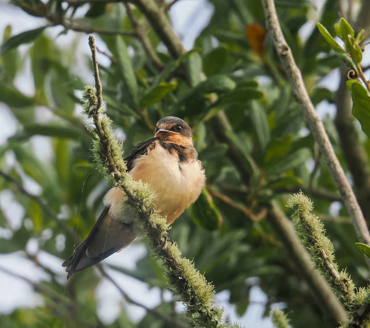 Barn Swallow - ML641729360
