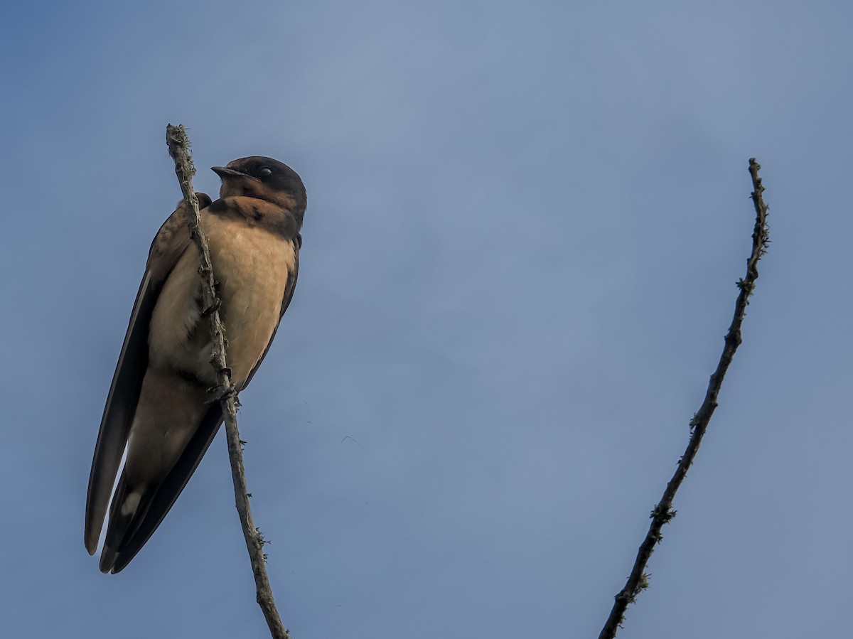 Barn Swallow - ML641729362
