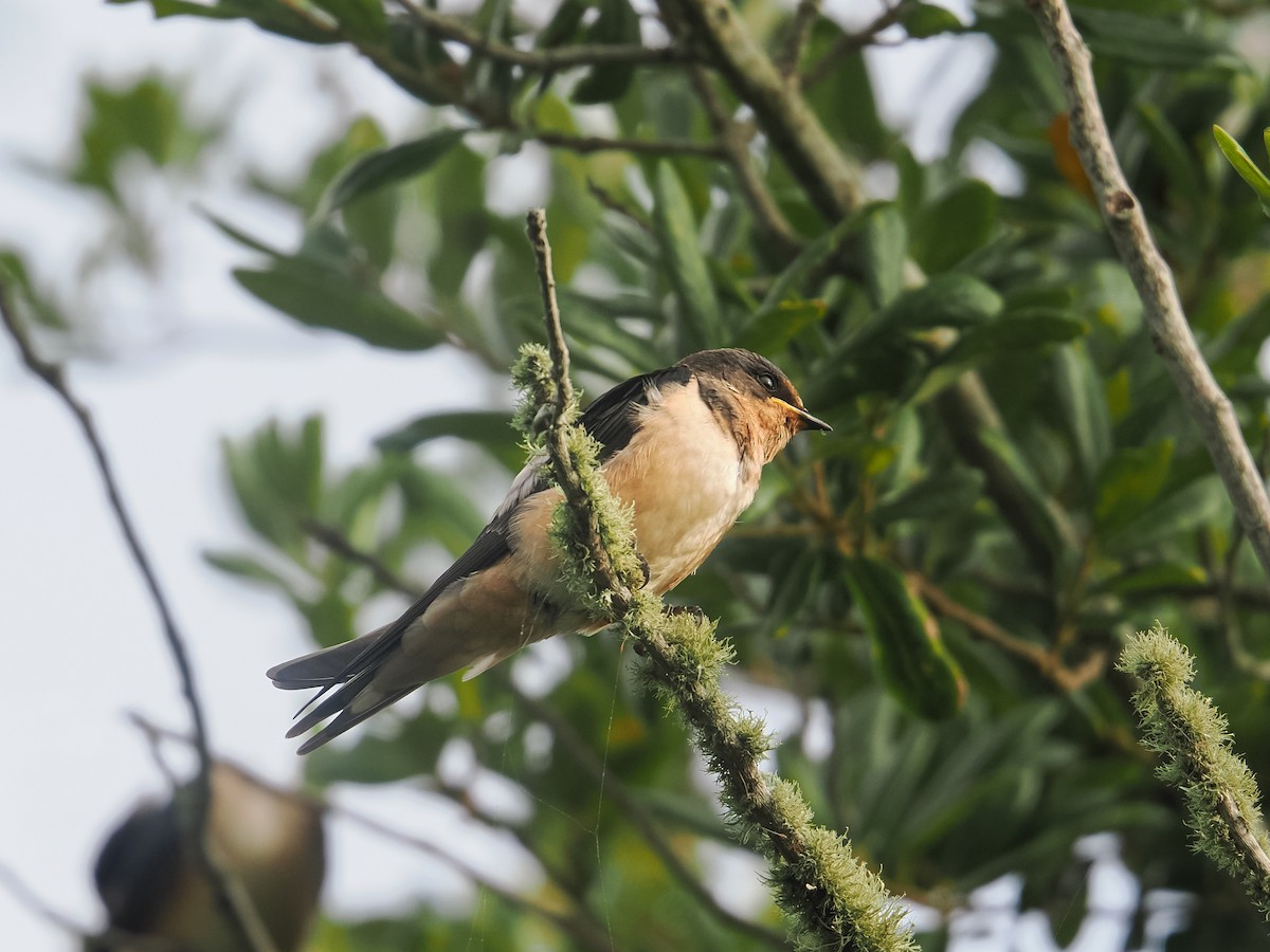 Barn Swallow - ML641729363