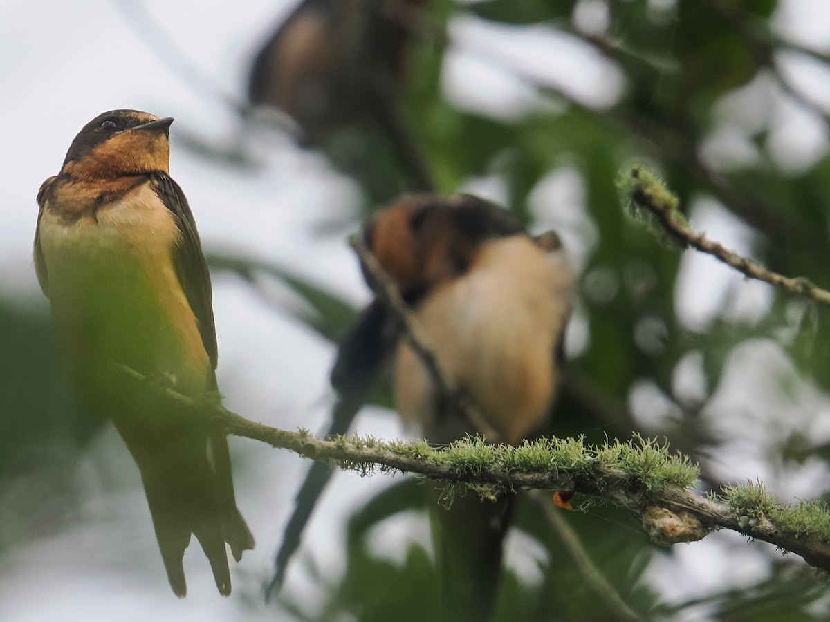 Barn Swallow - ML641729364