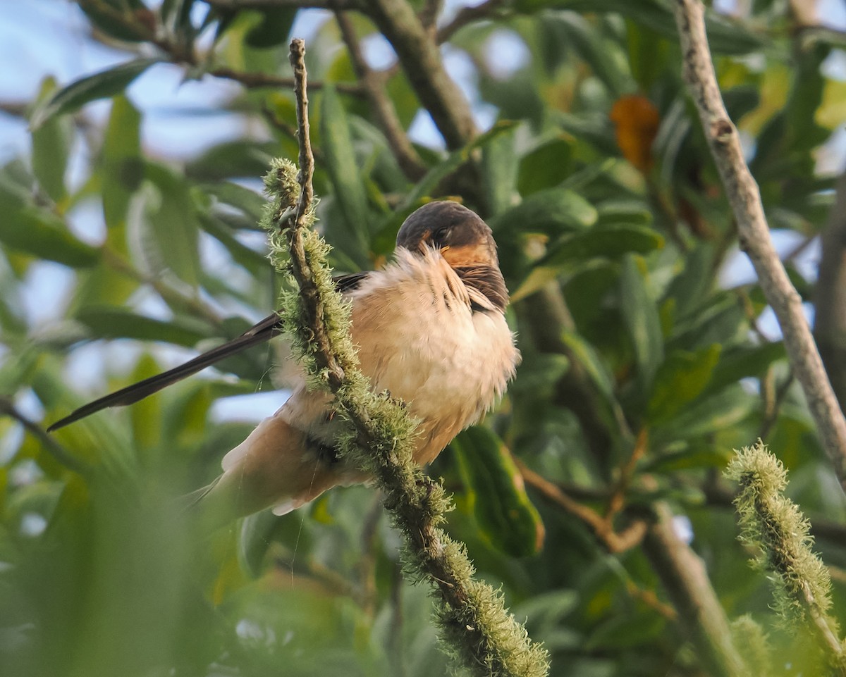 Barn Swallow - ML641729365