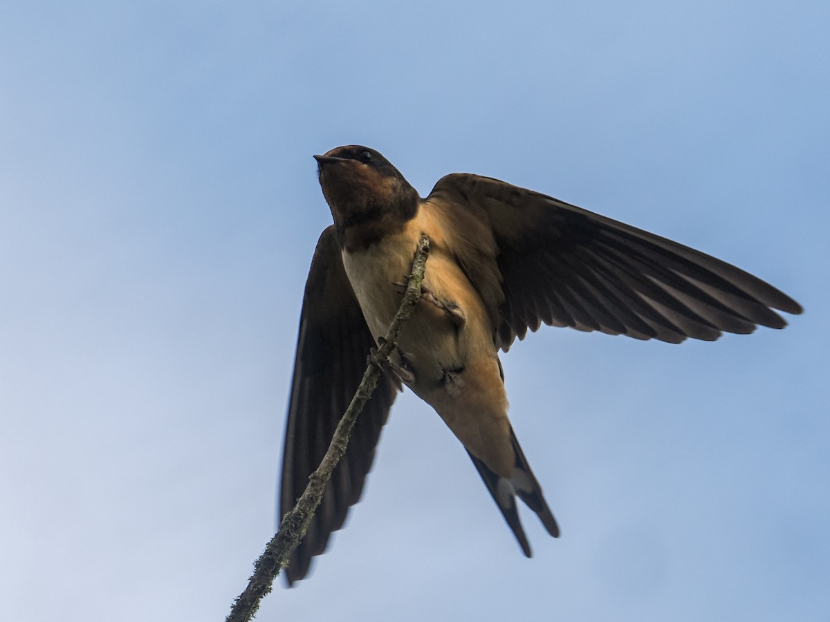 Barn Swallow - ML641729366
