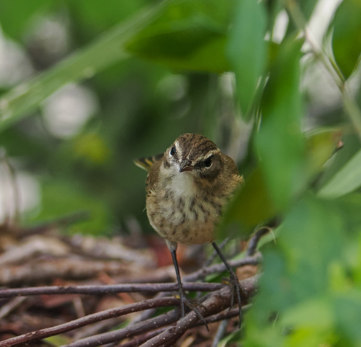 Palm Warbler - ML641729394