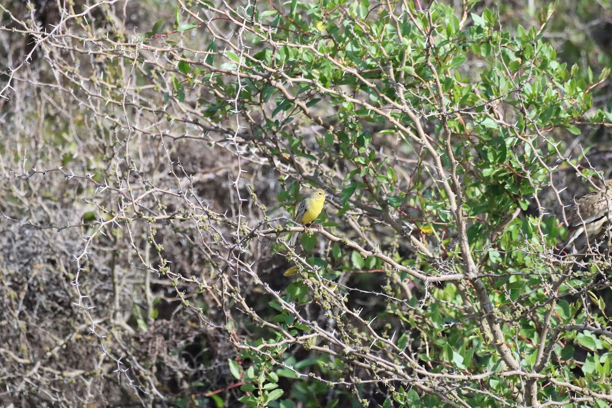 Grassland Yellow-Finch - ML641729408