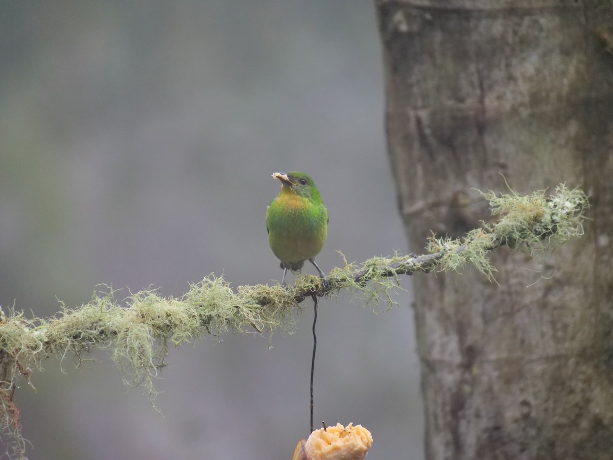 Green Honeycreeper - ML641729434