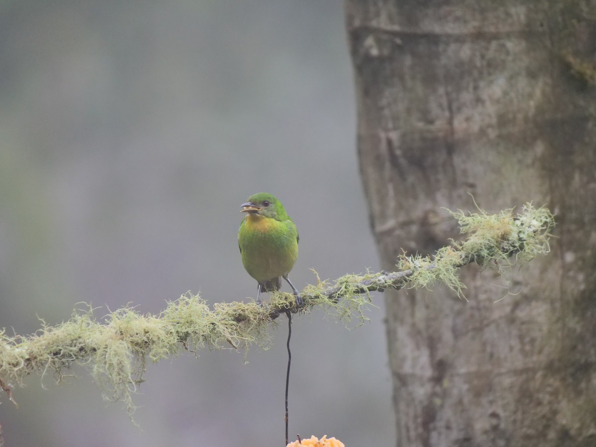 Green Honeycreeper - ML641729435