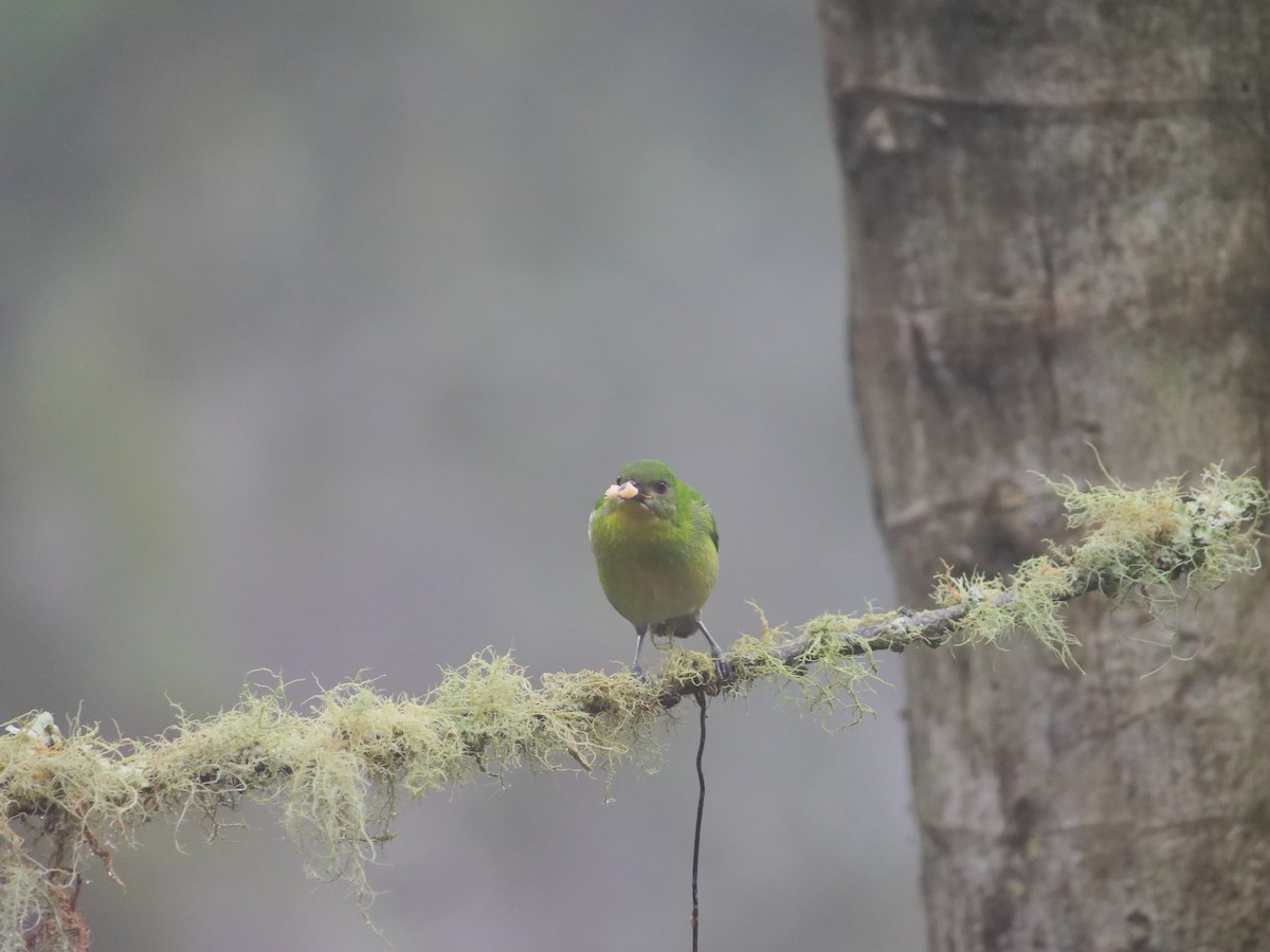 Green Honeycreeper - ML641729436