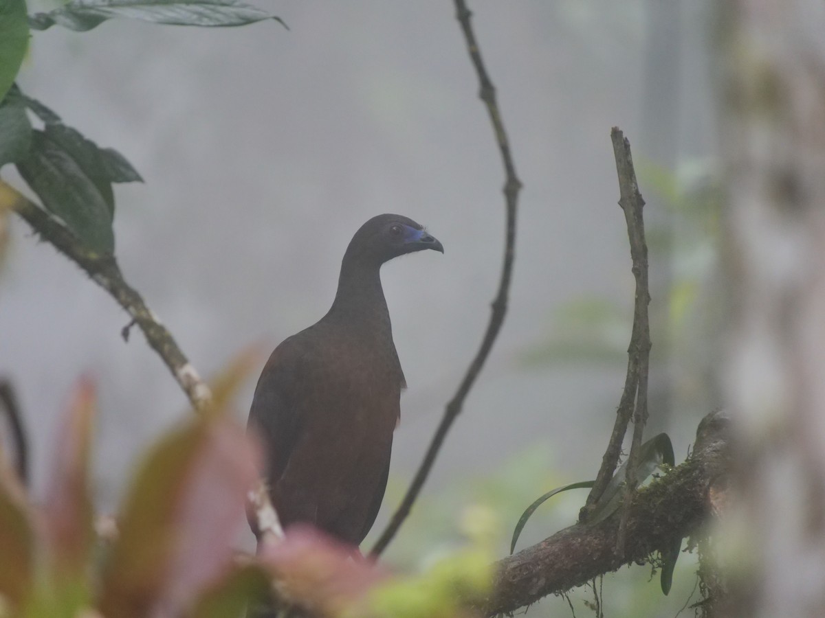 Sickle-winged Guan - ML641729515