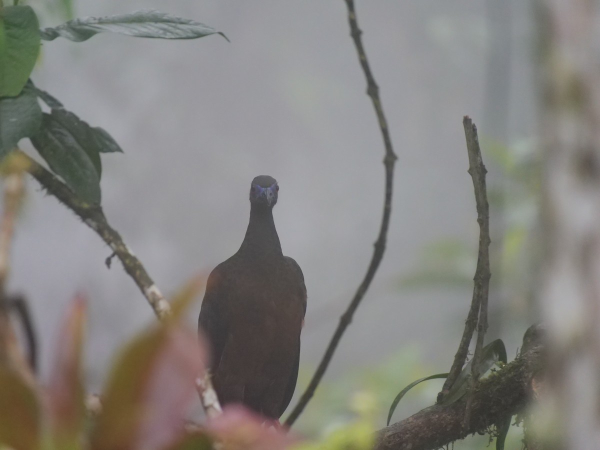Sickle-winged Guan - ML641729516