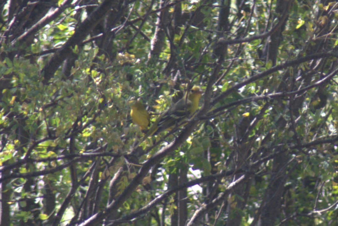 Western Tanager - ML641729519