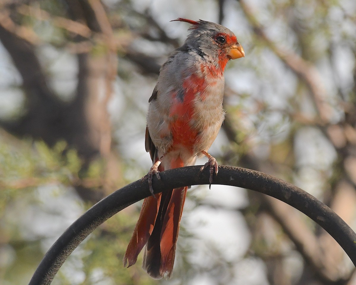 Pyrrhuloxia - ML641729532