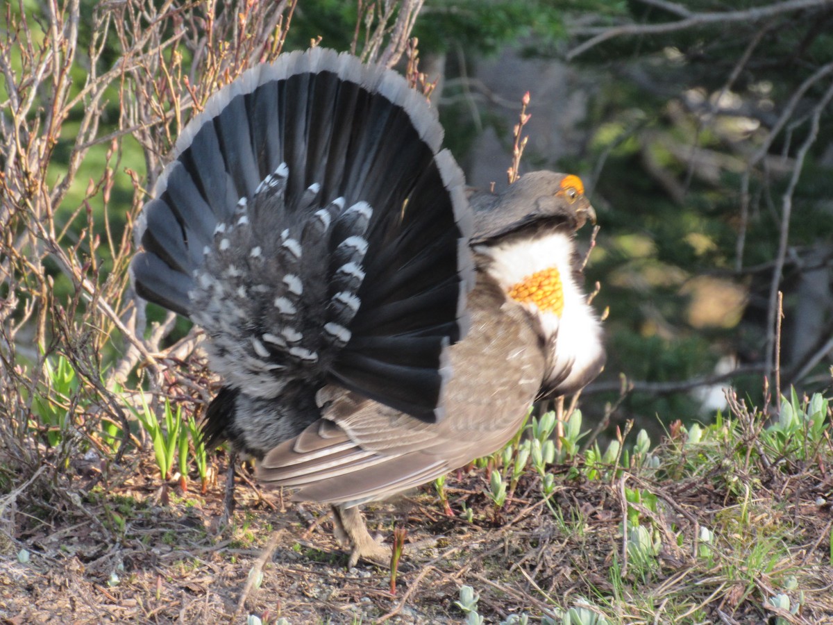 Sooty Grouse - ML641729549