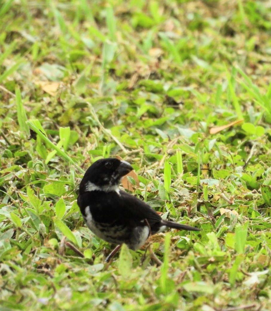 Variable Seedeater - ML641729628