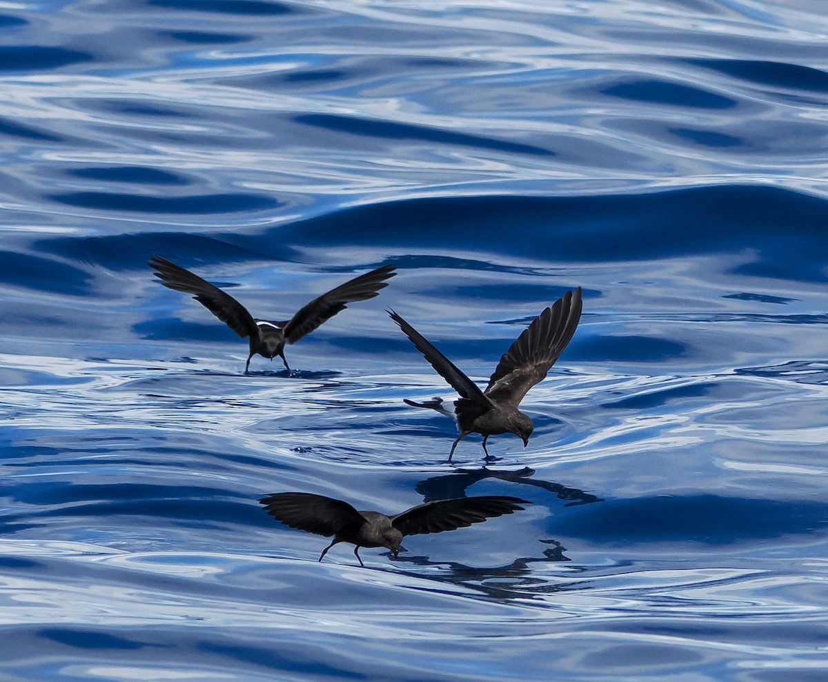 Wilson's Storm-Petrel - ML641729643