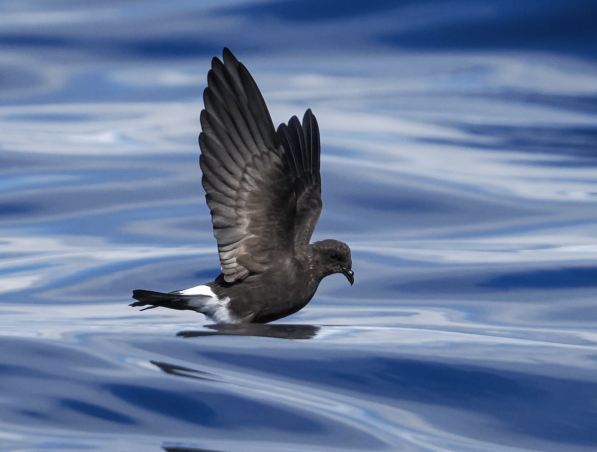 Wilson's Storm-Petrel - ML641729644