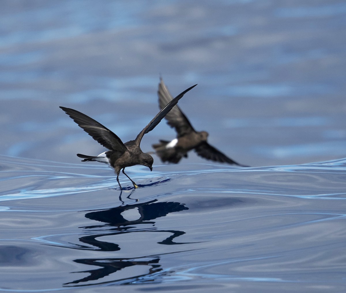 Wilson's Storm-Petrel - ML641729645