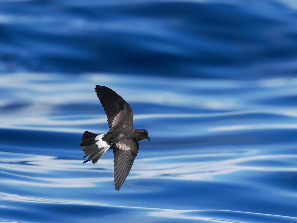 Wilson's Storm-Petrel - ML641729646