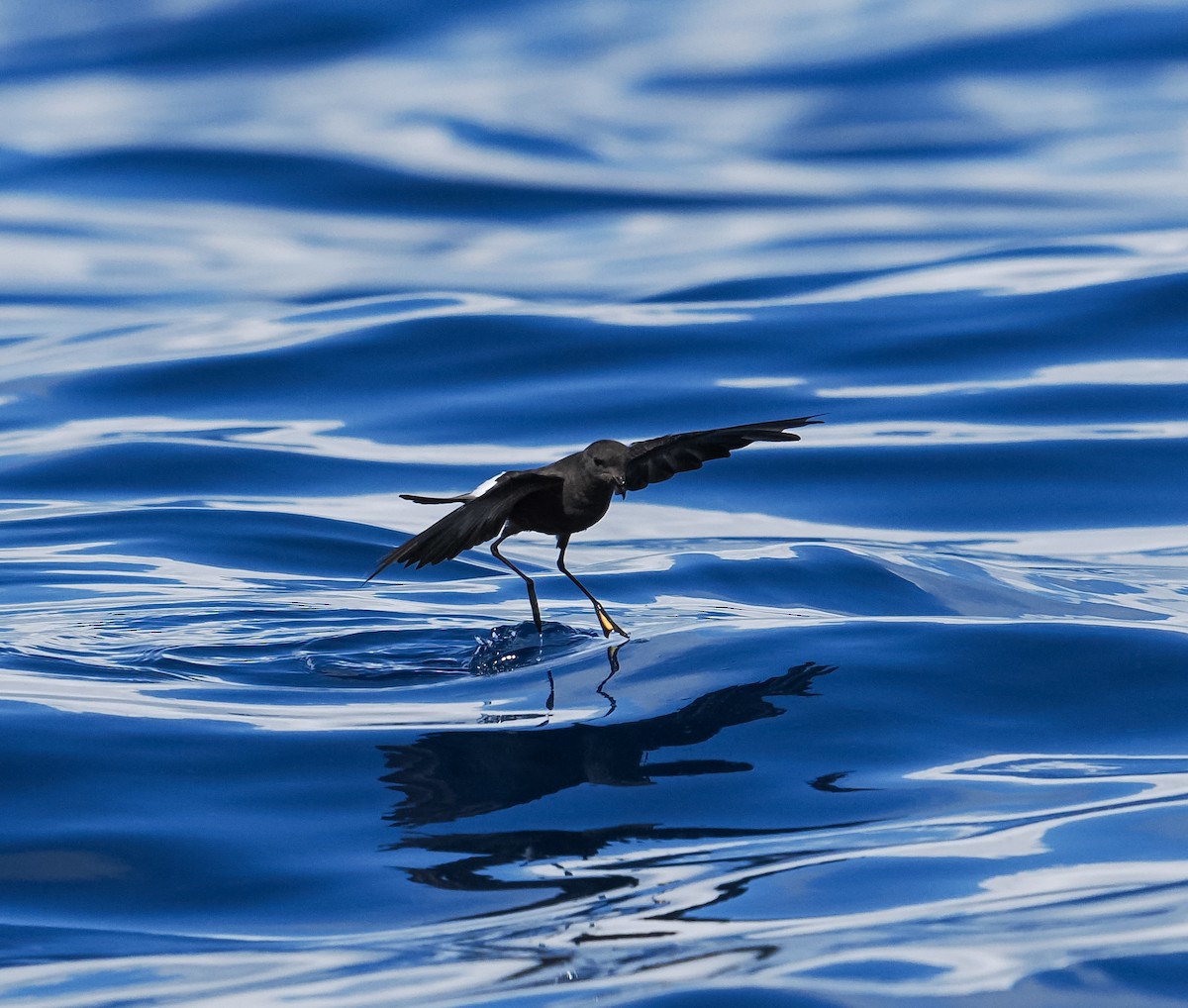 Wilson's Storm-Petrel - ML641729647