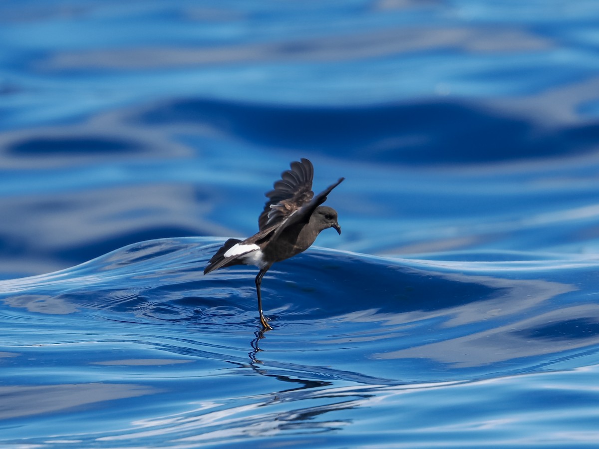 Wilson's Storm-Petrel - ML641729648